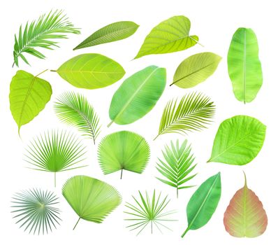 Set of green tropical leaf isolated on white background