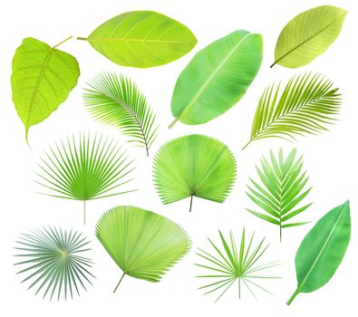 Set of green tropical leaf isolated on white background