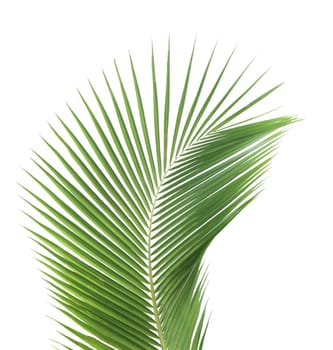 Green coconut leaf isolated on white background