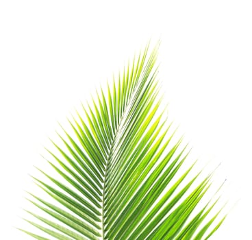 Green coconut leaf isolated on white background