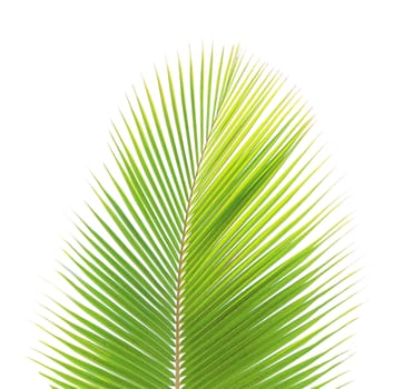 Green coconut leaf isolated on white background