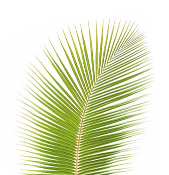 Green coconut leaf isolated on white background