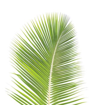 Green coconut leaf isolated on white background