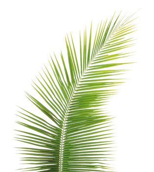 Green coconut leaf isolated on white background