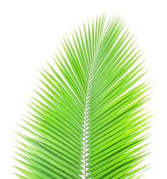 Green coconut leaf isolated on white background