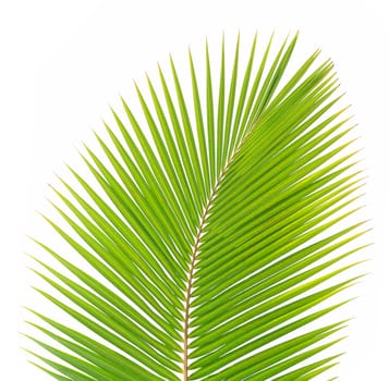 Green coconut leaf isolated on white background