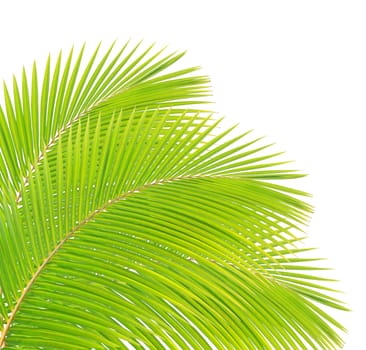 Green palm leaf isolated on white background