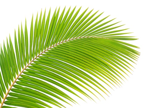 Green palm leaf isolated on white background