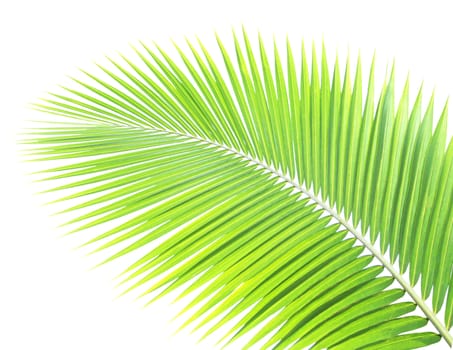 Green palm leaf isolated on white background