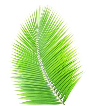 Green palm leaf isolated on white background