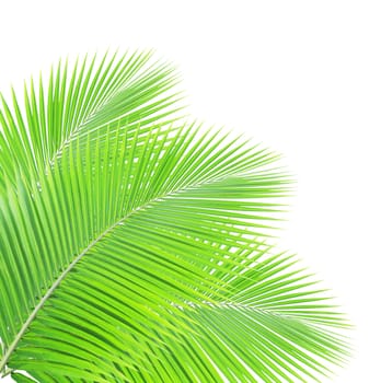 Green palm leaf isolated on white background