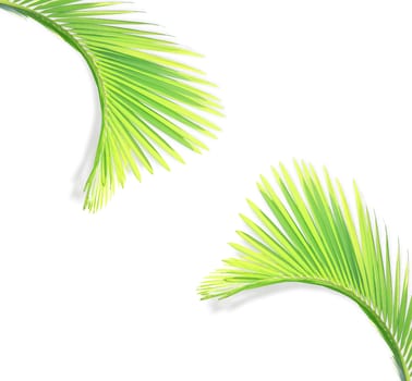 Green palm leaf isolated on white background