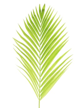 Green palm leaf isolated on white background