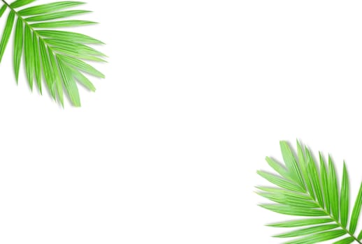 Green palm leaf isolated on white background