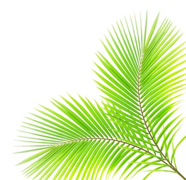 Green palm leaf isolated on white background