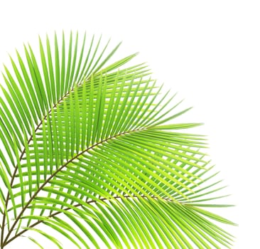 Green palm leaf isolated on white background