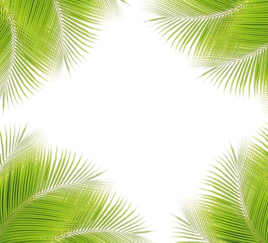 Green palm leaf isolated on white background