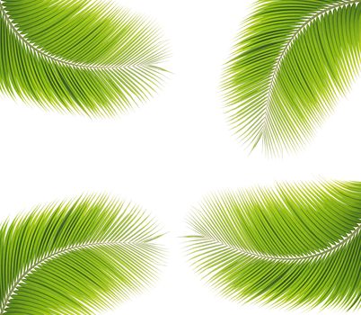 Green palm leaf isolated on white background