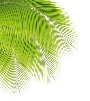 Green palm leaf isolated on white background