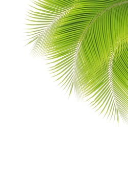 Green palm leaf isolated on white background