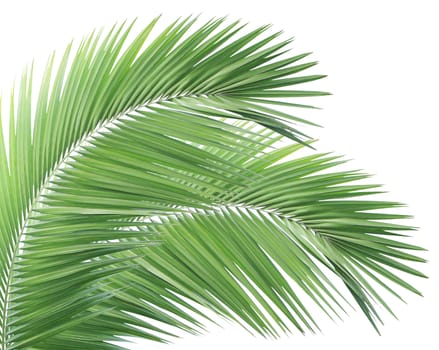 Green palm leaf isolated on white background