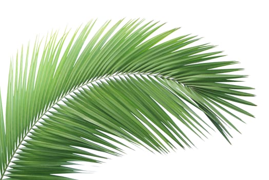 Green palm leaf isolated on white background