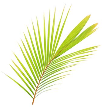 Green palm leaf isolated on white background