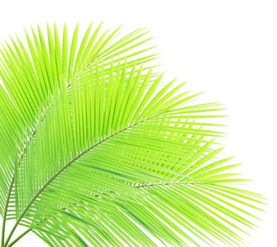 Green palm leaf isolated on white background