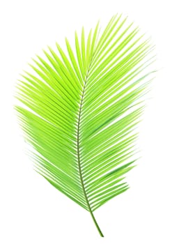 Green palm leaf isolated on white background