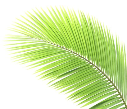 Green palm leaf isolated on white background