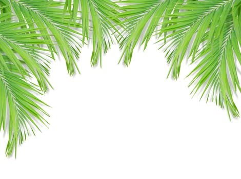 Green palm leaf isolated on white background