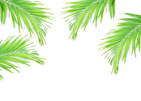 Green palm leaf isolated on white background