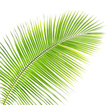 Green palm leaf isolated on white background