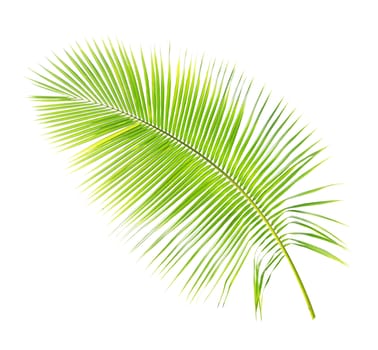 Green palm leaf isolated on white background