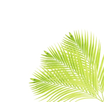 Green palm leaf isolated on white background