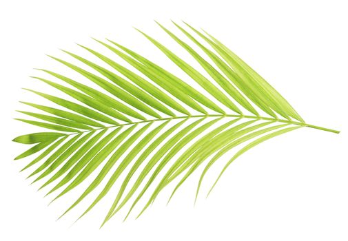 Green palm leaf isolated on white background