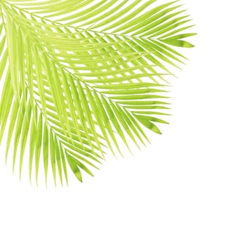 Green palm leaf isolated on white background