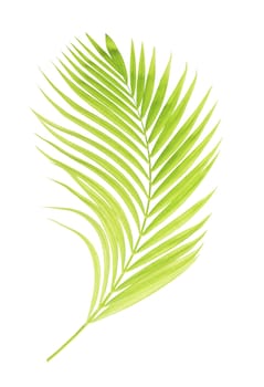 Green palm leaf isolated on white background