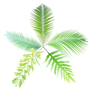 Green palm leaf isolated on white background