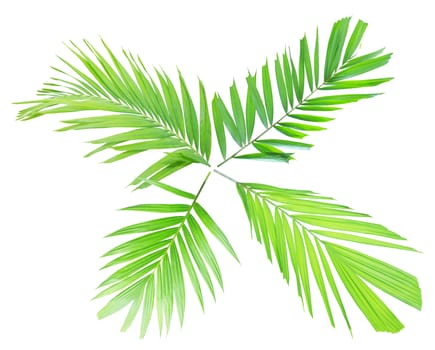 Green palm leaf isolated on white background