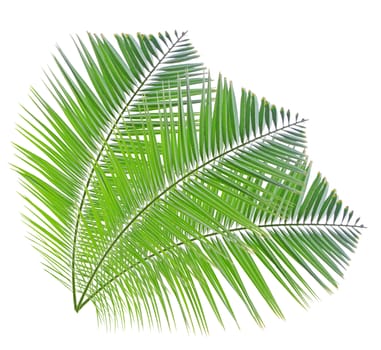 Green palm leaf isolated on white background