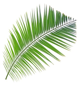 Green palm leaf isolated on white background