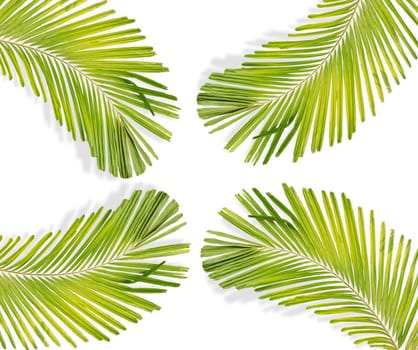 Green palm leaf isolated on white background