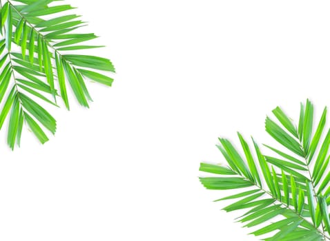 Green palm leaf isolated on white background