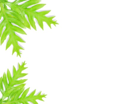  Fern leaf isolated on white background