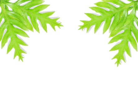  Fern leaf isolated on white background