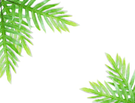  Fern leaf isolated on white background