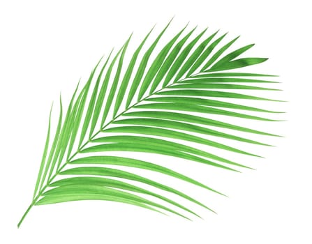 Green palm leaf isolated on white background