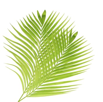 Green palm leaf isolated on white background