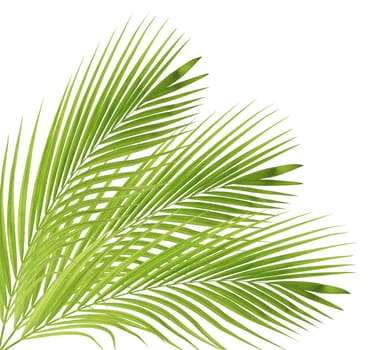 Green palm leaf isolated on white background